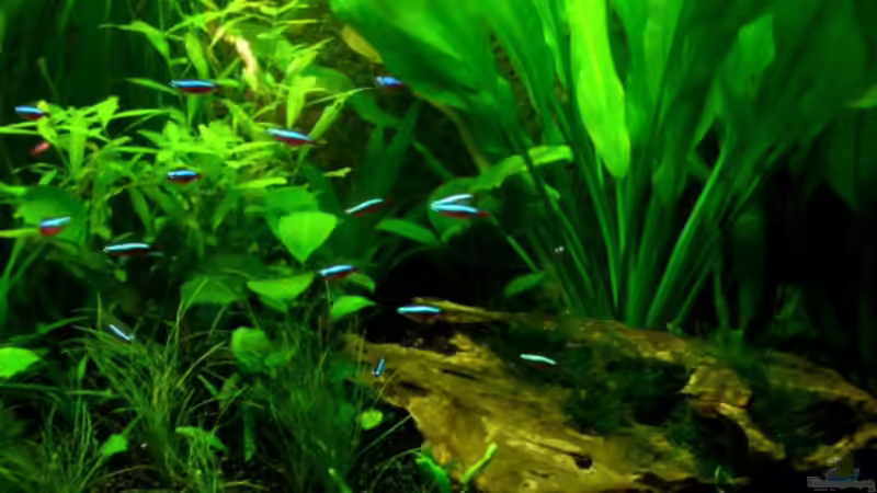 Besatz im Aquarium Dschungelcamp - Nur noch als Beispiel von Julien Preuß (9)