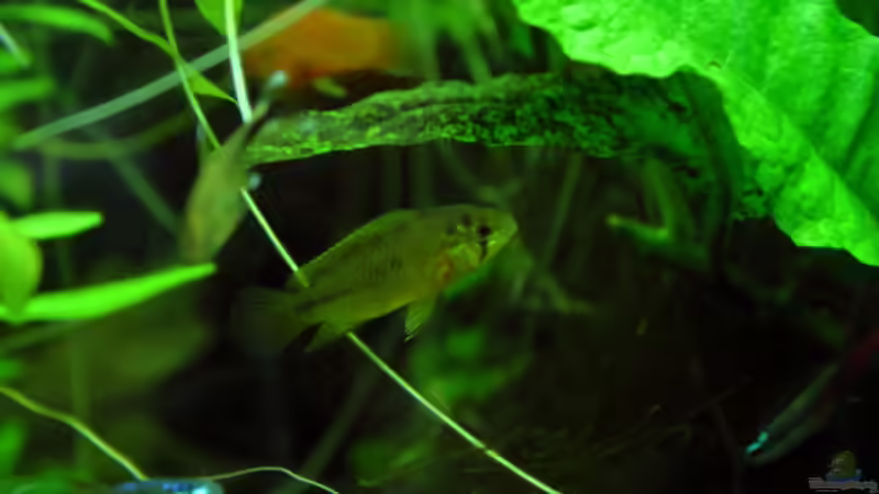 Besatz im Aquarium Dschungelcamp von Blue (10)