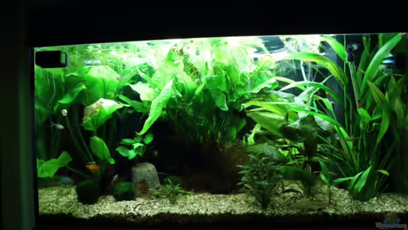 Besatz im Aquarium Dschungelcamp von Blue (11)