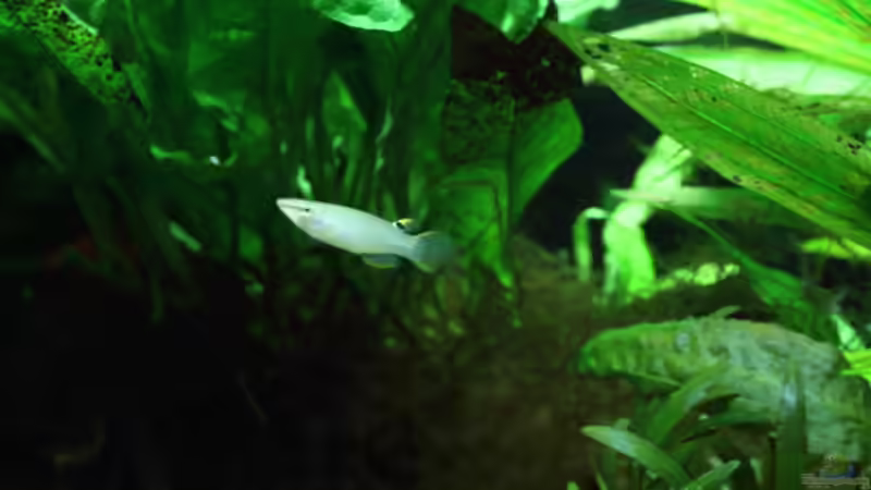 Besatz im Aquarium Dschungelcamp von Blue (12)