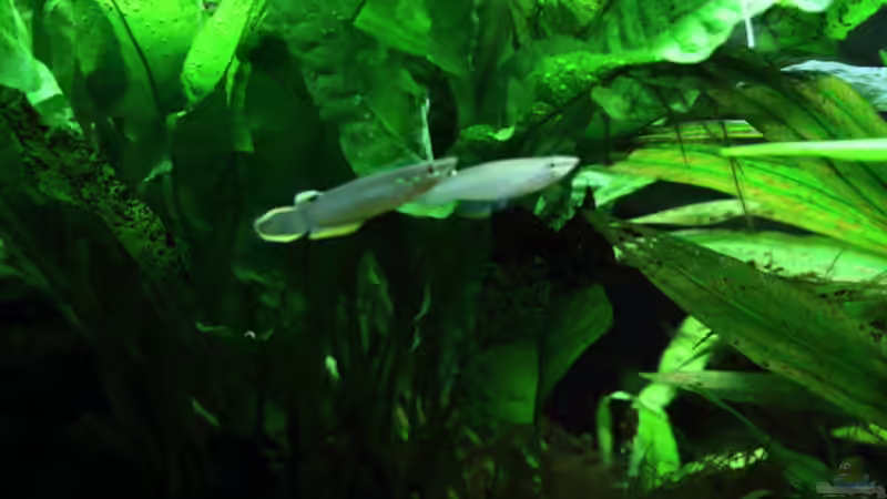 Besatz im Aquarium Dschungelcamp von Blue (13)