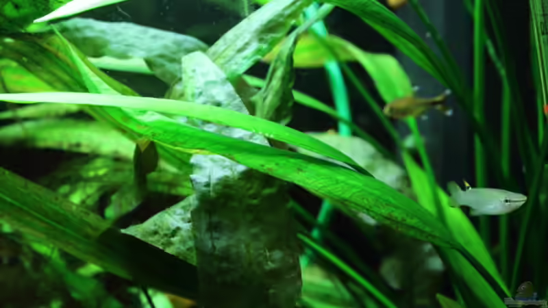Besatz im Aquarium Dschungelcamp von Blue (14)