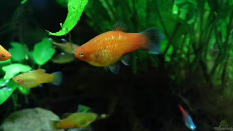 Besatz im Aquarium Dschungelcamp von Blue (15)