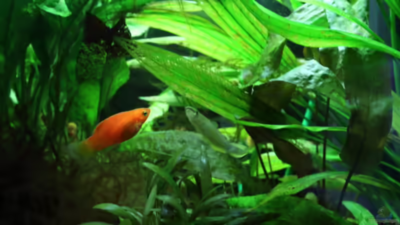 Besatz im Aquarium Dschungelcamp von Blue (17)