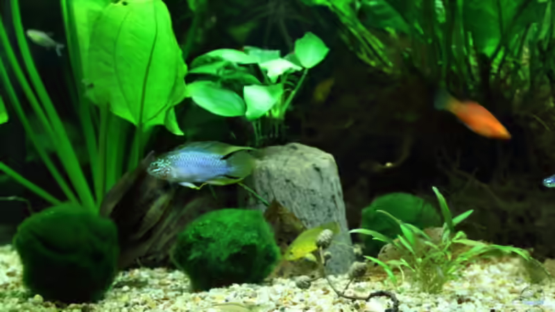 Besatz im Aquarium Dschungelcamp von Blue (18)