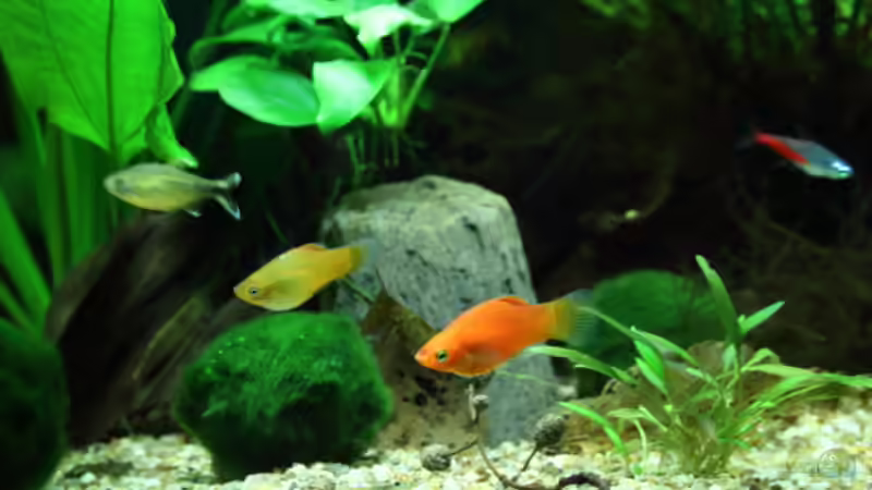Besatz im Aquarium Dschungelcamp von Blue (19)
