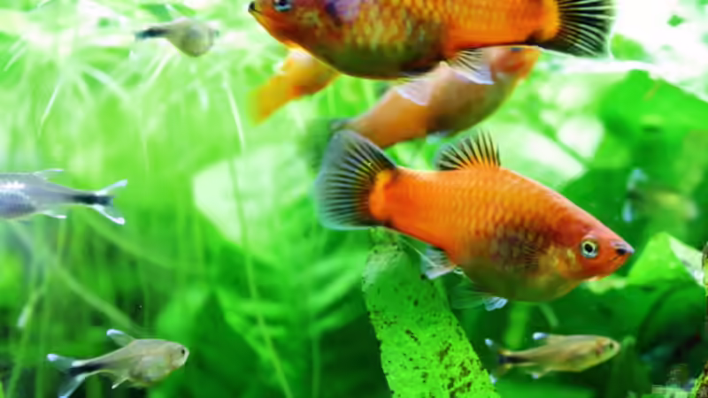 Besatz im Aquarium Dschungelcamp von Blue (2)