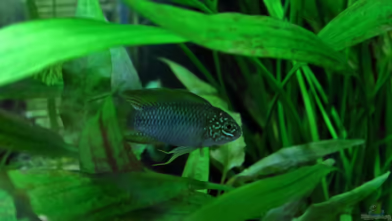 Besatz im Aquarium Dschungelcamp von Blue (3)