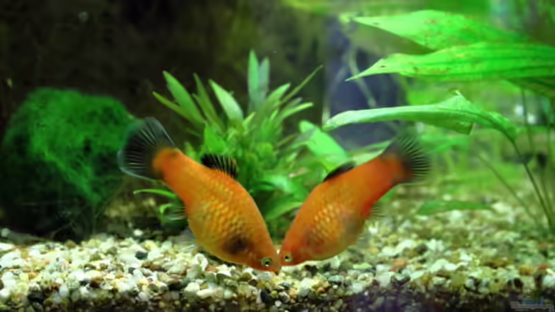 Besatz im Aquarium Dschungelcamp von Blue (5)