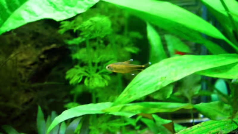 Besatz im Aquarium Dschungelcamp von Blue (6)