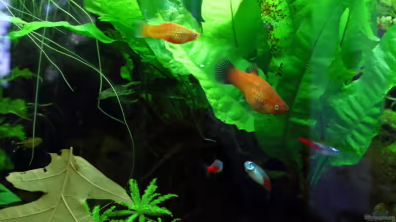 Besatz im Aquarium Dschungelcamp von Blue (8)