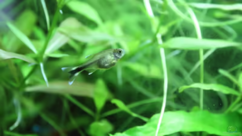 Besatz im Aquarium Dschungelcamp von Blue (9)