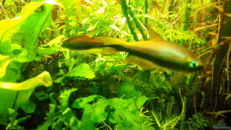 Besatz im Aquarium Dschungellichtung von Scaper (22)