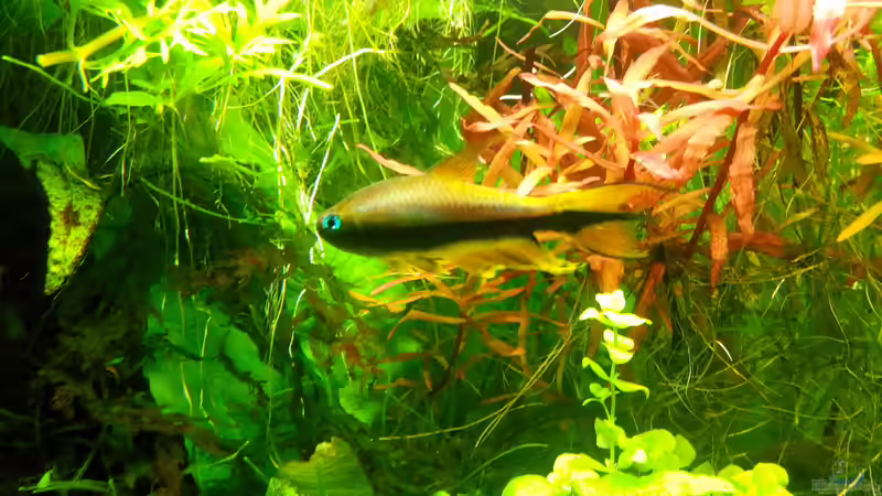 Besatz im Aquarium Dschungellichtung von Scaper (23)