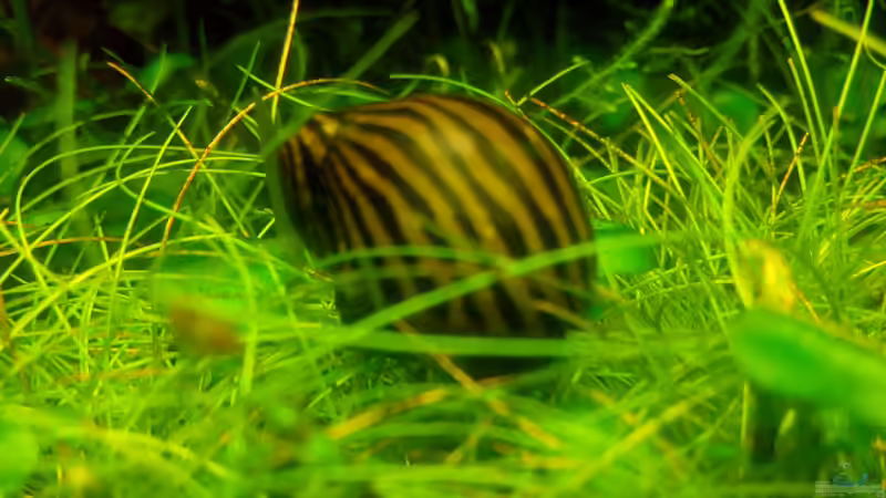 Besatz im Aquarium Dschungellichtung von Scaper (26)
