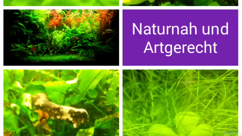 Besatz im Aquarium Dschungellichtung von Scaper (29)