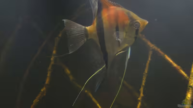 Besatz im Aquarium Dunkles Amazonasdikicht von ManiacXL (44)