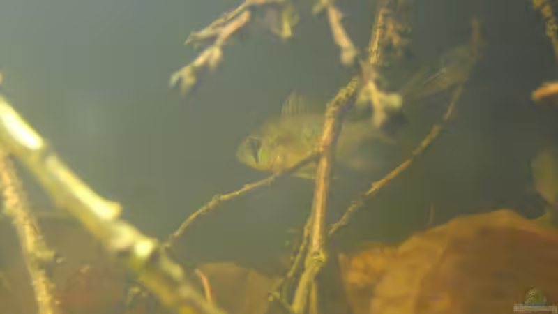 Besatz im Aquarium Dunkles Amazonasdikicht von ManiacXL (45)