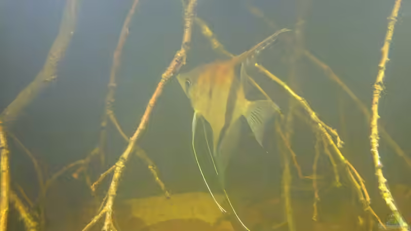 Besatz im Aquarium Dunkles Amazonasdikicht von ManiacXL (46)