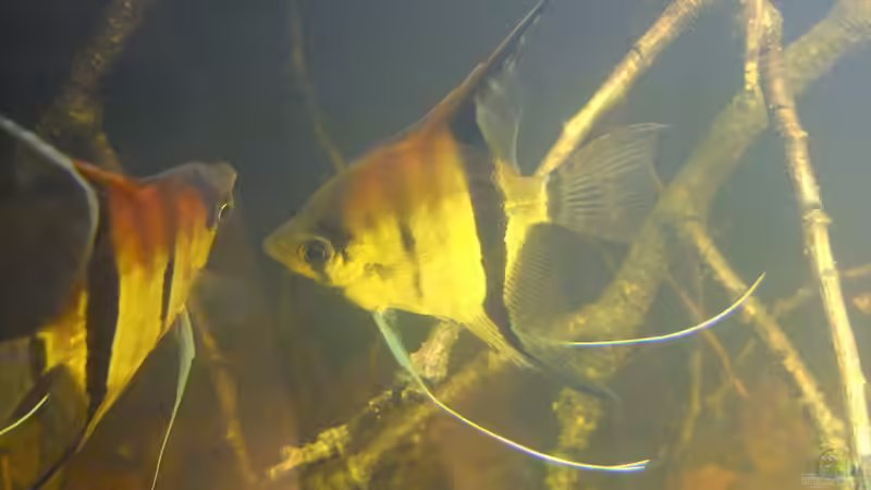 Besatz im Aquarium Dunkles Amazonasdikicht von ManiacXL (47)