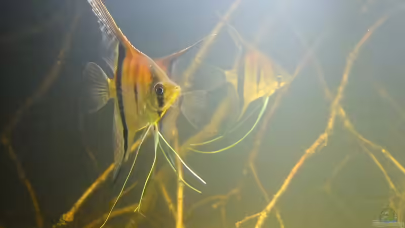 Besatz im Aquarium Dunkles Amazonasdikicht von ManiacXL (49)