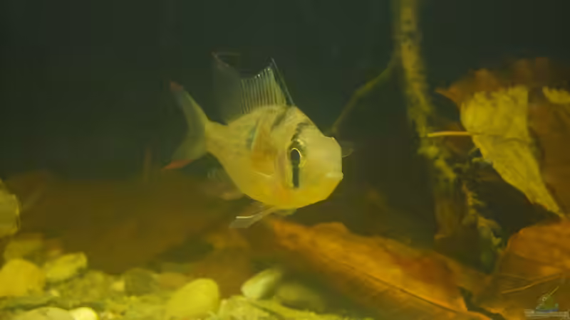 Besatz im Aquarium Dunkles Amazonasdikicht von ManiacXL (50)