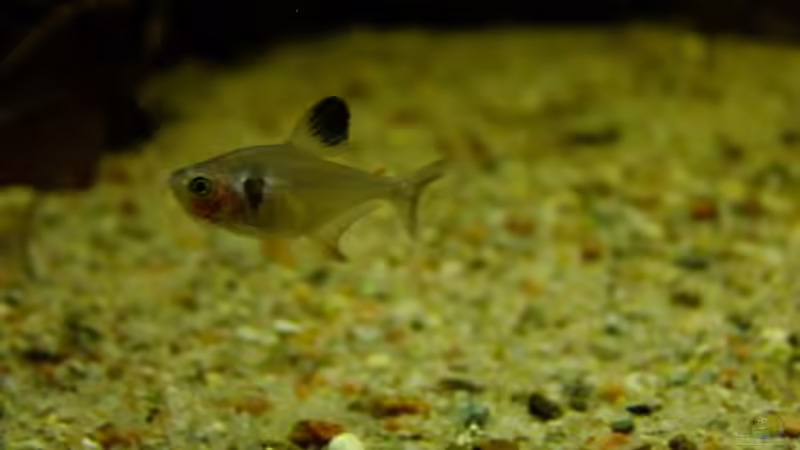 Besatz im Aquarium Dunkles Amazonasdikicht von ManiacXL (51)