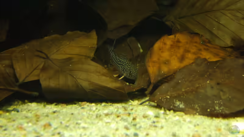 Besatz im Aquarium Dunkles Amazonasdikicht von ManiacXL (52)