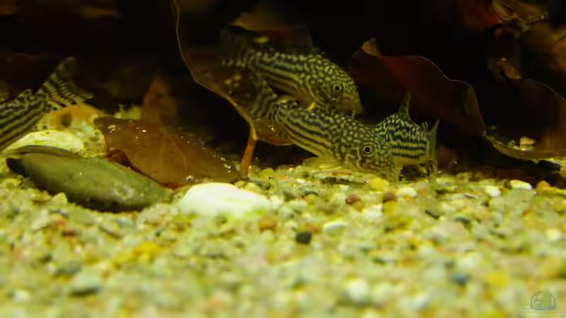 Besatz im Aquarium Dunkles Amazonasdikicht von ManiacXL (53)