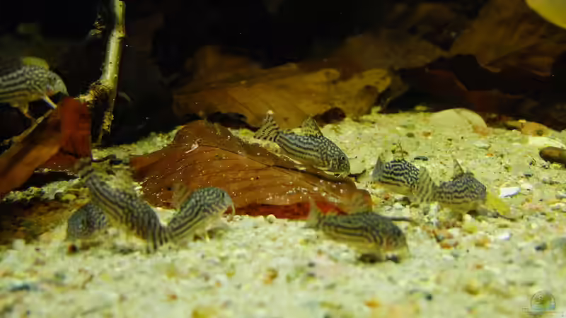 Besatz im Aquarium Dunkles Amazonasdikicht von ManiacXL (54)