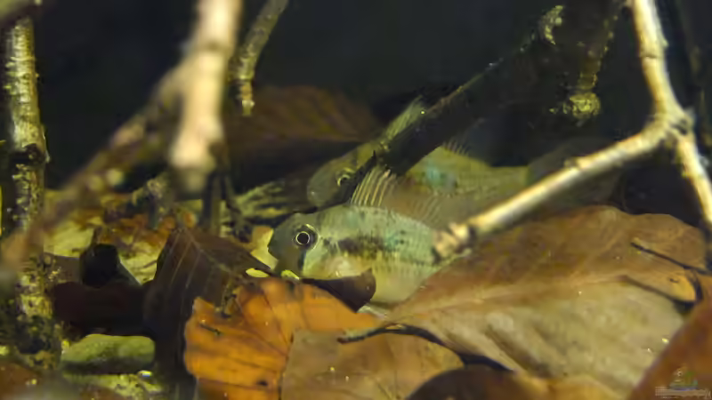 Besatz im Aquarium Dunkles Amazonasdikicht von ManiacXL (55)