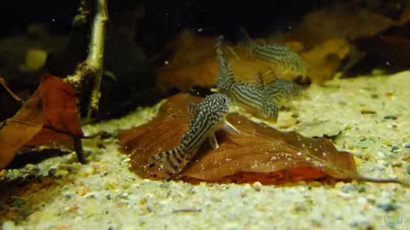 Besatz im Aquarium Dunkles Amazonasdikicht von ManiacXL (57)