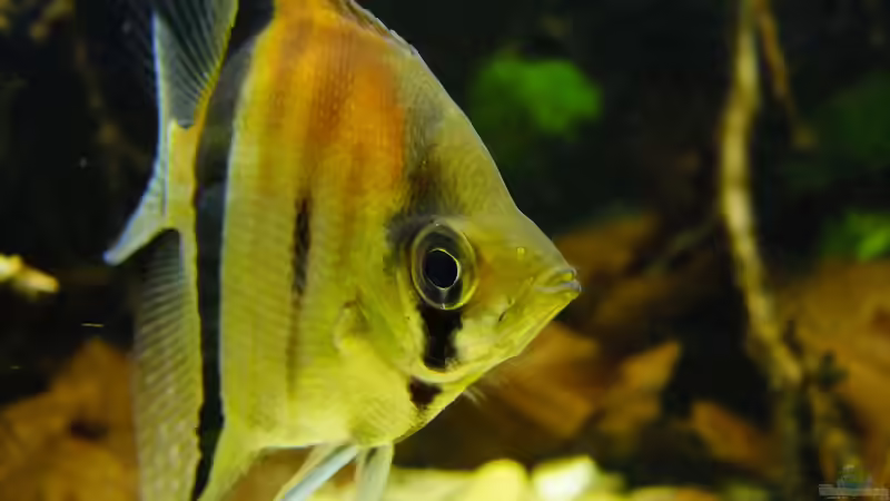 Besatz im Aquarium Dunkles Amazonasdikicht von ManiacXL (59)