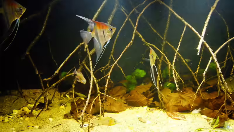 Besatz im Aquarium Dunkles Amazonasdikicht von ManiacXL (60)