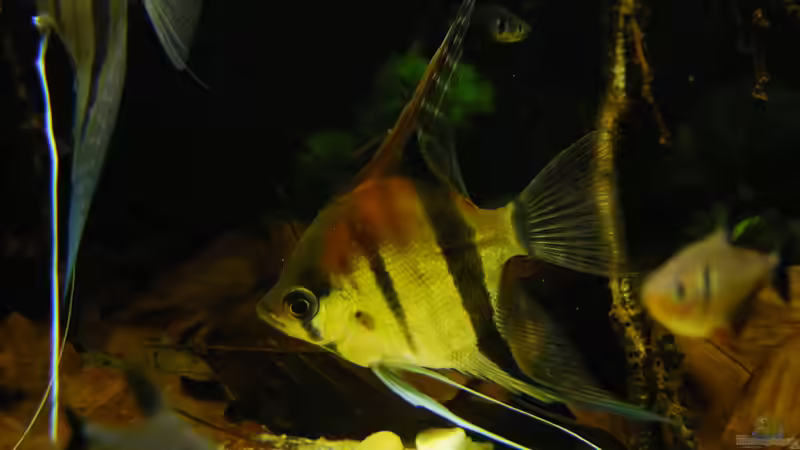 Besatz im Aquarium Dunkles Amazonasdikicht von ManiacXL (61)