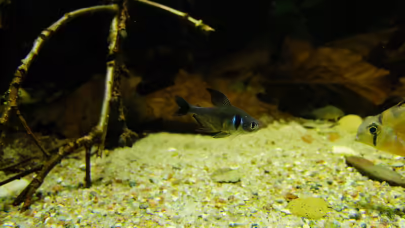 Besatz im Aquarium Dunkles Amazonasdikicht von ManiacXL (62)