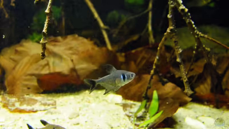 Besatz im Aquarium Dunkles Amazonasdikicht von ManiacXL (63)