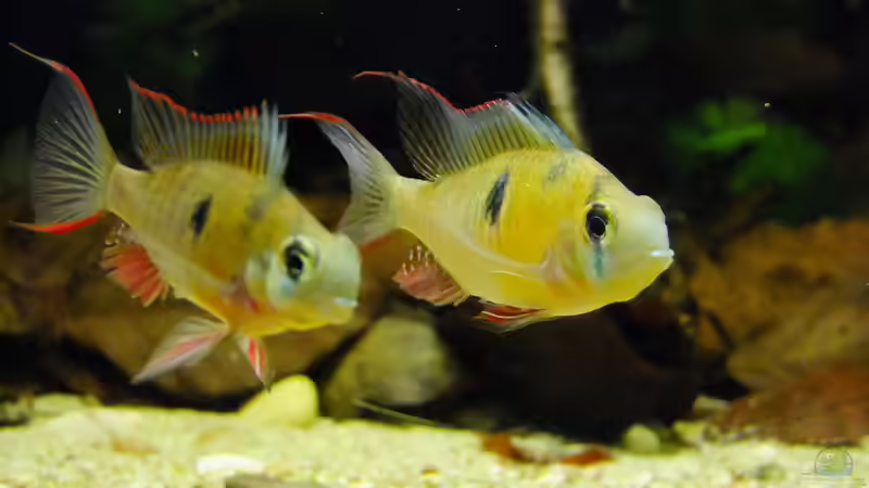 Besatz im Aquarium Dunkles Amazonasdikicht von ManiacXL (65)