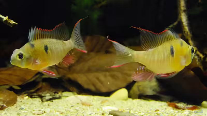 Besatz im Aquarium Dunkles Amazonasdikicht von ManiacXL (66)