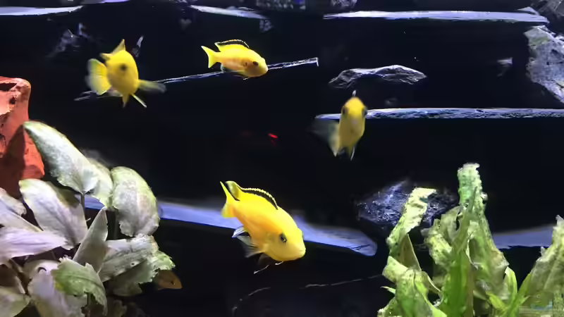 Besatz im Aquarium Dunkles Malawi von Saikon (10)