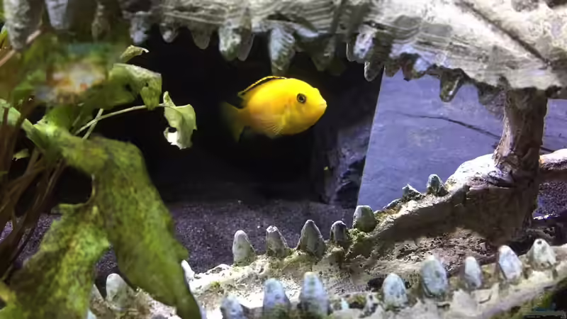 Besatz im Aquarium Dunkles Malawi von Saikon (8)