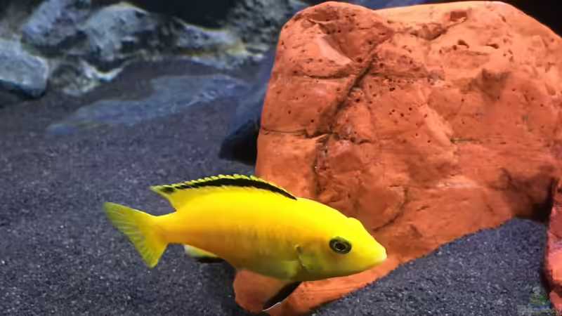 Besatz im Aquarium Dunkles Malawi von Saikon (9)