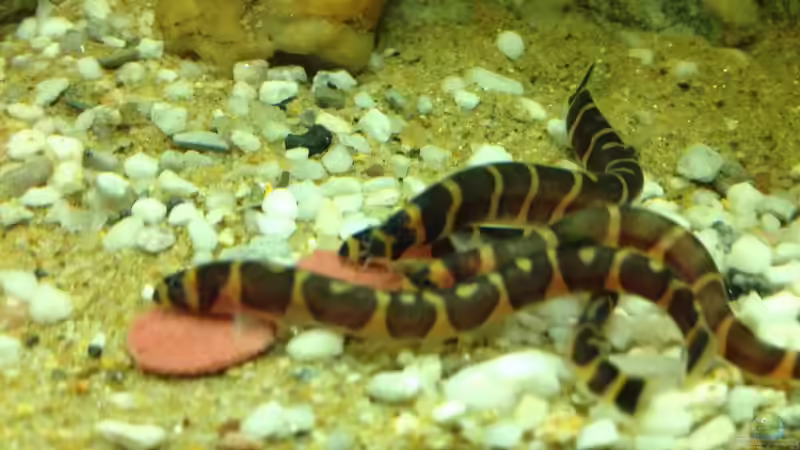 Besatz im Aquarium East meets west (aufgelöst) von der Steirer (59)