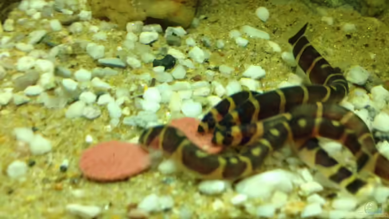 Besatz im Aquarium East meets west (aufgelöst) von der Steirer (60)