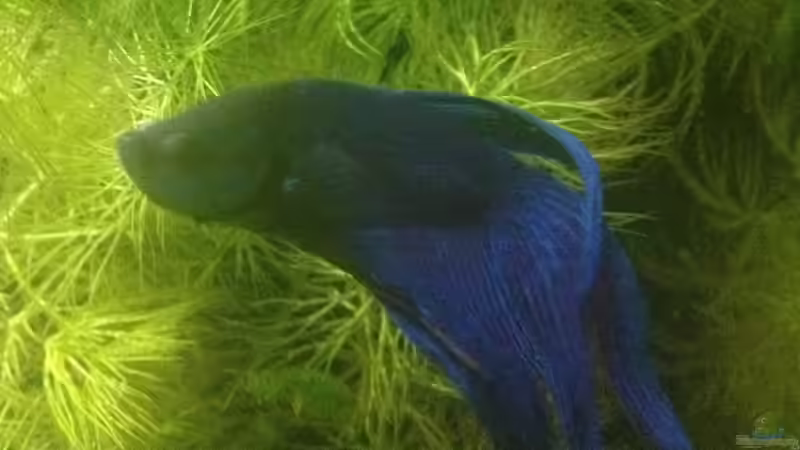 Besatz im Aquarium East meets west (aufgelöst) von der Steirer (62)