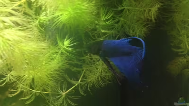 Besatz im Aquarium East meets west (aufgelöst) von der Steirer (63)