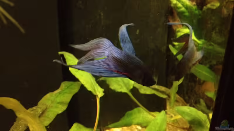 Besatz im Aquarium East meets west (aufgelöst) von der Steirer (64)