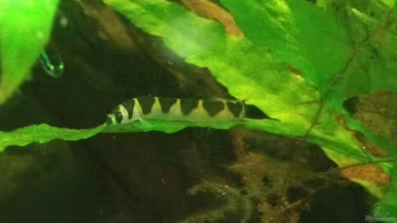 Besatz im Aquarium East meets west (aufgelöst) von der Steirer (66)