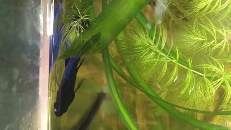 Besatz im Aquarium East meets west (aufgelöst) von der Steirer (68)