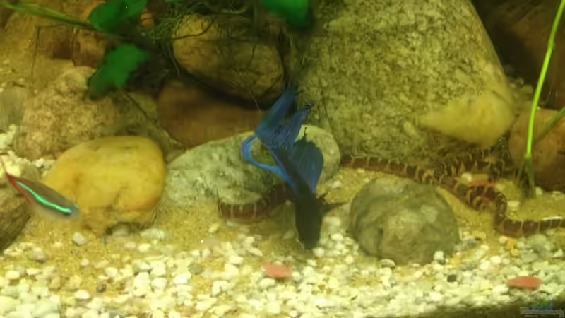 Besatz im Aquarium East meets west (aufgelöst) von der Steirer (71)